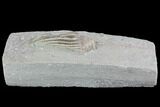 Crinoid (Macrocrinus) Fossil - Crawfordsville, Indiana #99938-2